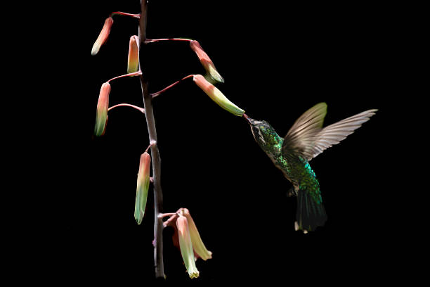 A colibrí suspended mid-air, frozen wings illuminated against a soft dark backdrop, revealing the rhythm of life