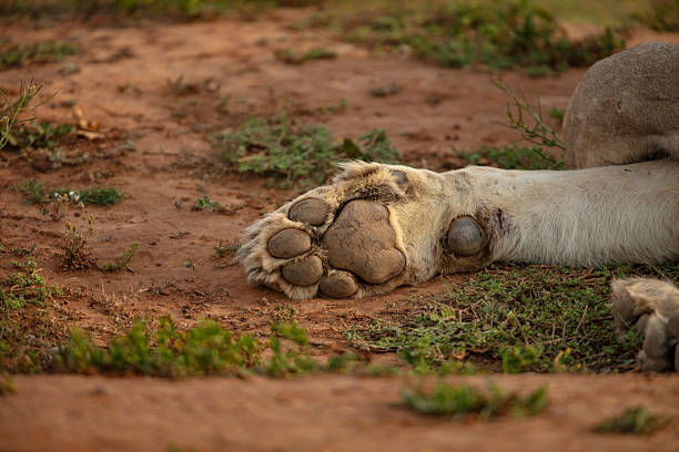 Paws of a sleeping male African lion (Panthera leo), Kariega Game Reserve, Eastern Cape, South Africa. The African lion is listed as Vulnerable by the IUCN.