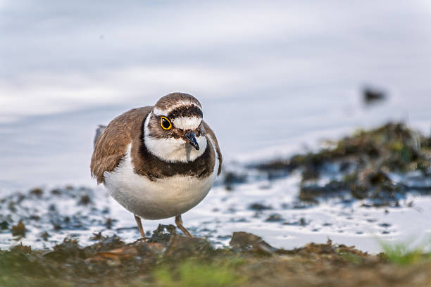 istock Little ringed plover (Charadrius dubius), bird standing on the lake shore 2242075156
