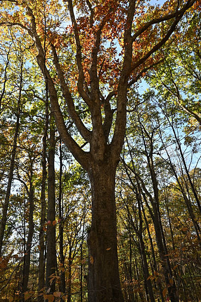 istock Fall portrait of a white oak 2242075373