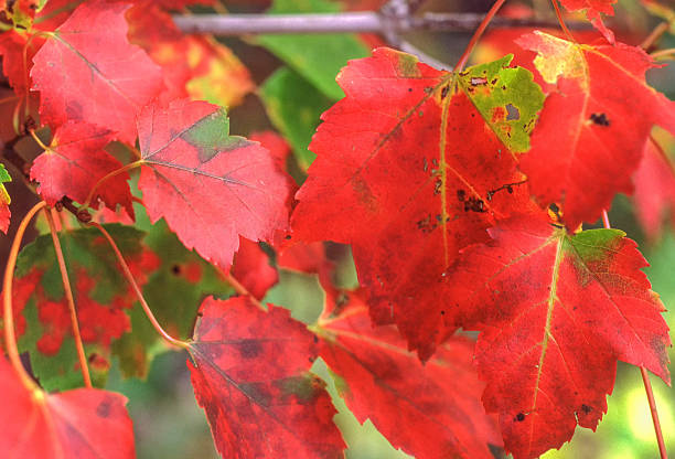 istock Autumn Leaves. Autumn Colors. Fall Colors,. 2242076412