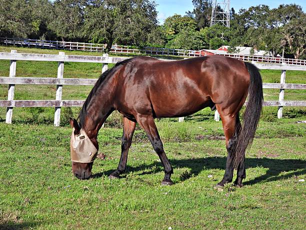 istock Horse (Equus ferus caballus) - grazing and wearing a Fly Mask 2242076489
