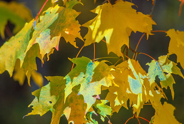 Autumn Leaves. Autumn Colors. Fall Colors,.