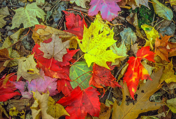 Autumn Leaves. Autumn Colors. Fall Colors,.
