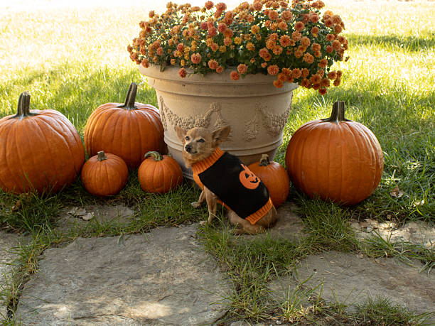 istock dog in sweater by plant pot 2242079352