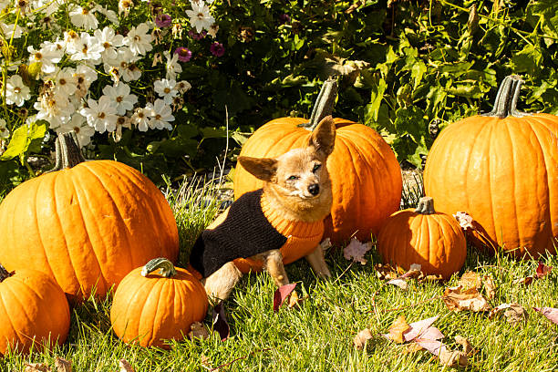 istock dog in pumpkin sweater 2242079353
