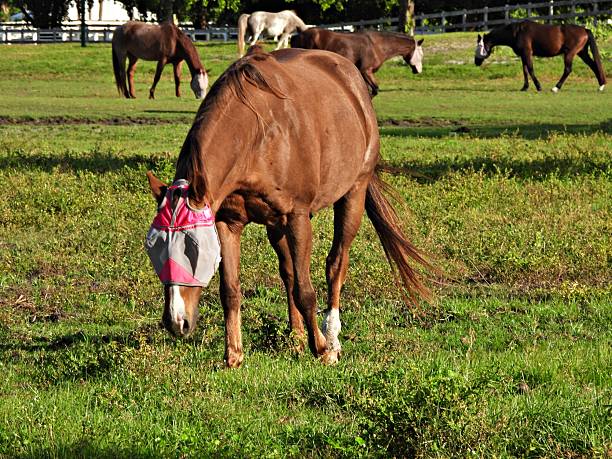 Horse - profile