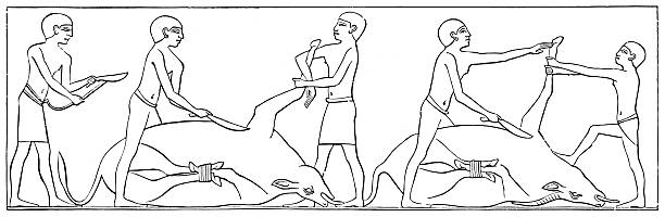 istock Hieroglyphics showing butchers slaughtering cows for sacrifice in Egypt 2242083541
