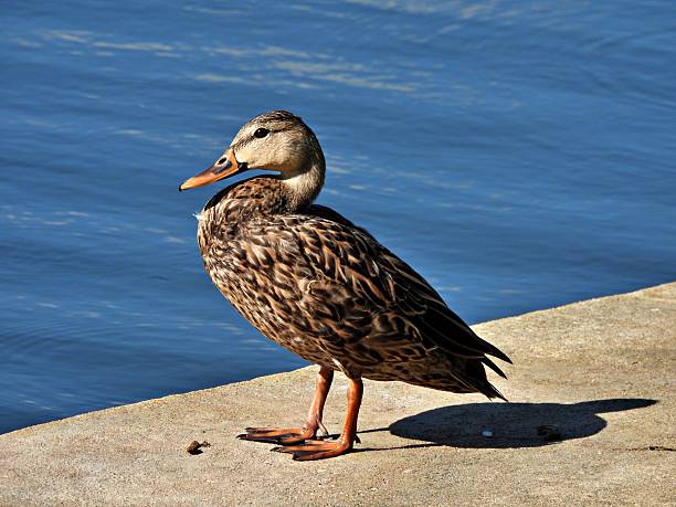 Duck walking alone in the evening