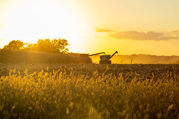 istock Golden Harvest Sunset in the Midwest 2242085372