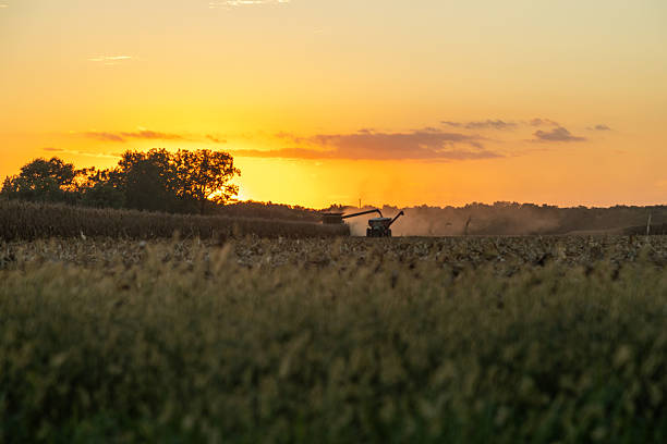 istock Tractor and Combine Harvesting Corn at Sunset in Rural Landscape 2242085382