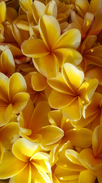 istock yellow frangipani flowers background 2242085666
