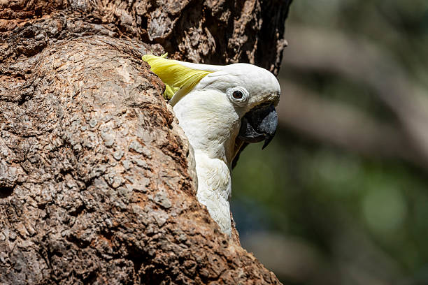 istock Sulphur-crested Cockatoo at nest 2242086448