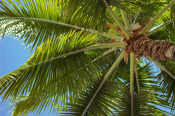 istock Bottom view of a palm tree with green leaves against blue sky 2242087047