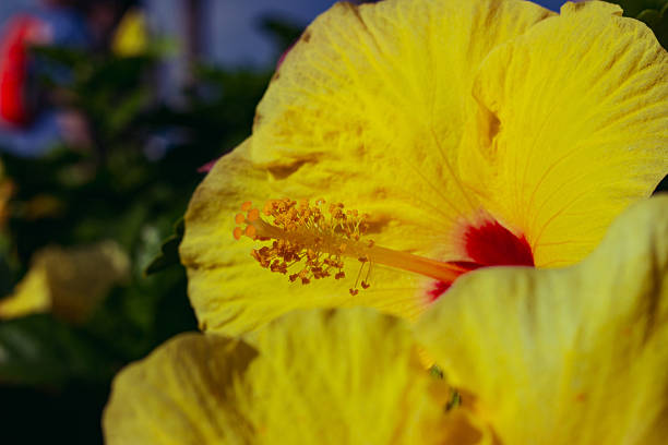 Hibiscus rosa-sinensis in full blomm. Plant is standing in an Ornamental garden. In background a lawn.