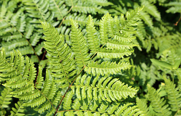 istock The leaf of fern 2242087316