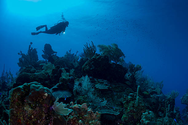 Divers silhouette over pink vase sponge and orange encrusting sponges in Dominica