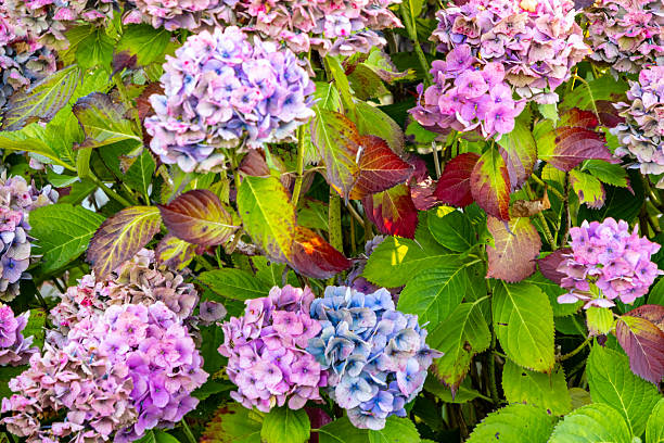 Bigleaf Hydrangea bush with pinkish and blue flowers.  Leaves are mostly green but starting to redden.