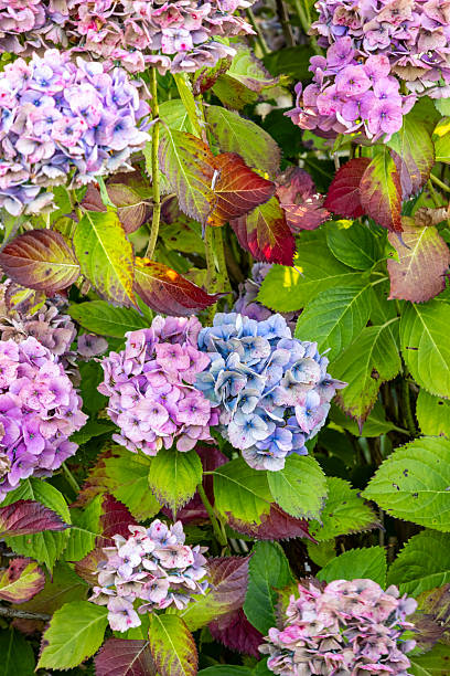 Bigleaf Hydrangea bush with pinkish and blue flowers.  Leaves are mostly green but starting to redden.