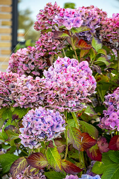 Bigleaf Hydrangea bush with pinkish and purple flowers.  Leaves are mostly green but starting to redden.