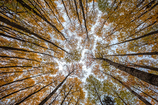 Tall aspen trees in autumn reach for the sky. Higgins Lake, Michigan