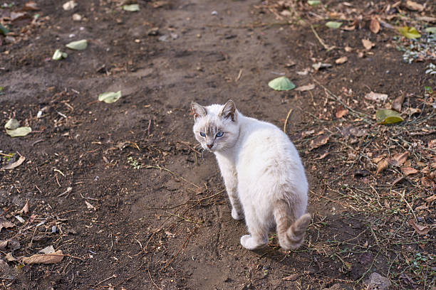 istock White cat with blue eyes standing on dirt path with fallen leaves in autumn 2242089520