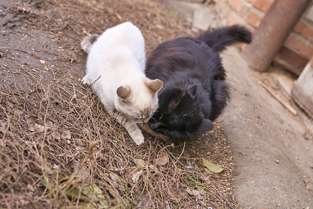 istock Two cats curiously inspecting ground together in rustic outdoor setting 2242089535