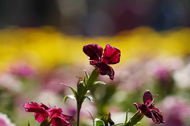 Spring flowers bloom in the garden during a sunny day.