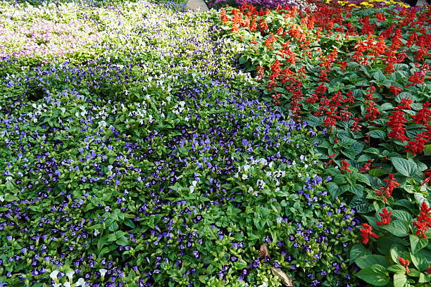 istock Field of colorful flowers. 2242090155
