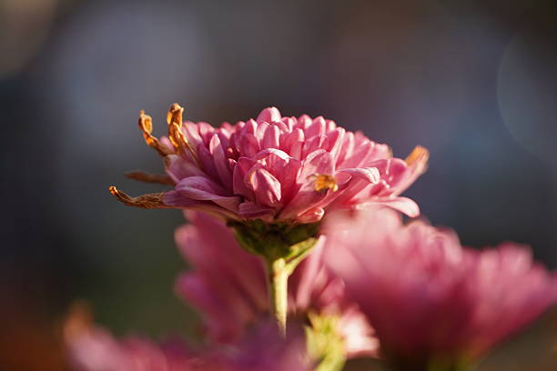 Spring flowers bloom in the garden during a sunny day.