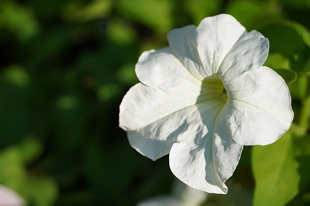 White flower with green leaves