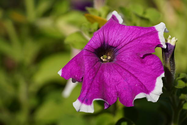 Close-up of a single petunia flower with intensely pink petals with white veins and a darker center against a white background.