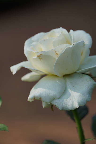 istock Single white rose in the garden. 2242090493