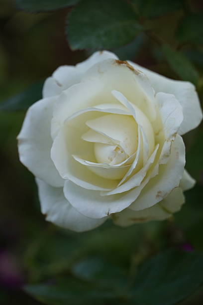 istock Single white rose in the garden. 2242090515