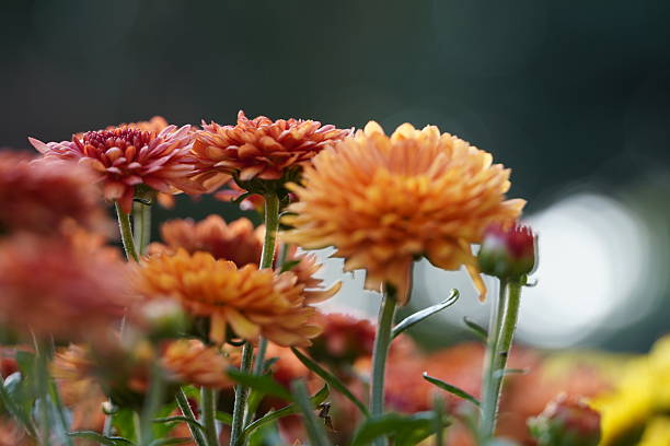 istock Colourful spring flowers bloom in the garden. 2242090586