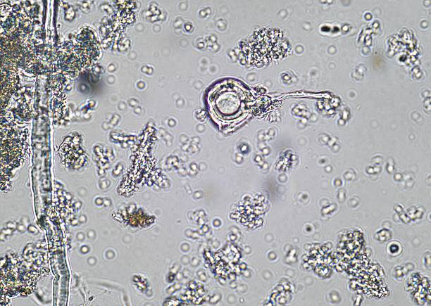 istock soil microorganisms under a microscope including amoeba, flagellates, nematodes, fungi, bacteria 2242090630