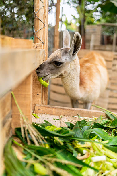 istock Llama eating fresh green corn leaves at farm feeding pen 2242091835