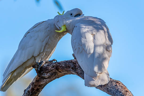 istock Sulphur-crested Cockatoos in a gum tree 2242095309