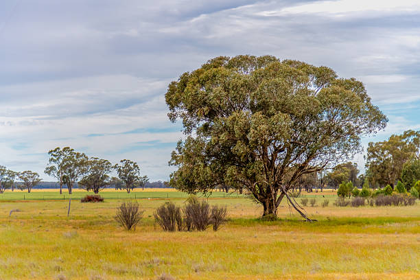 istock Clouds over the golden pastures in the Riverina countryside 2242095404