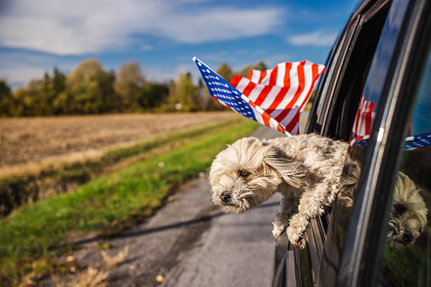 istock Small fluffy dog enjoying a car ride with its head out the window, wind blowing through its fur on a sunny day in a typical American suburb 2242095776