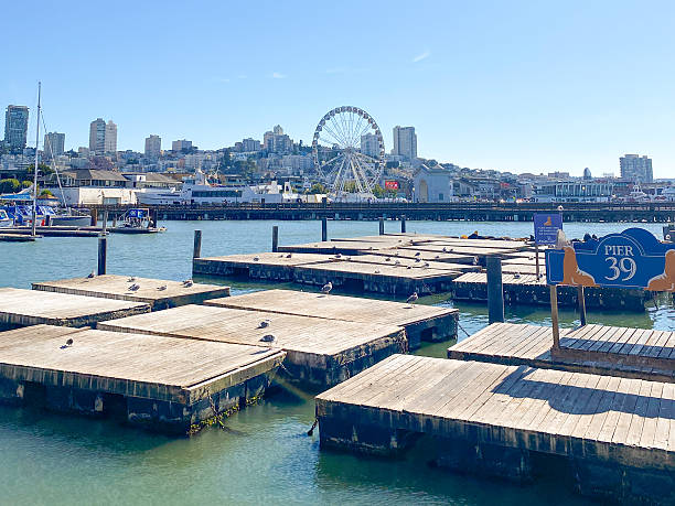 istock Seagulls sitting on the floating docks located at Pier 39 2242099067