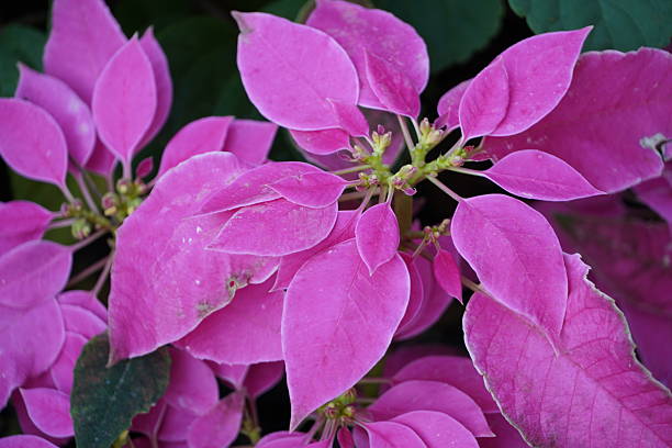 Multicolored flowers in garden.