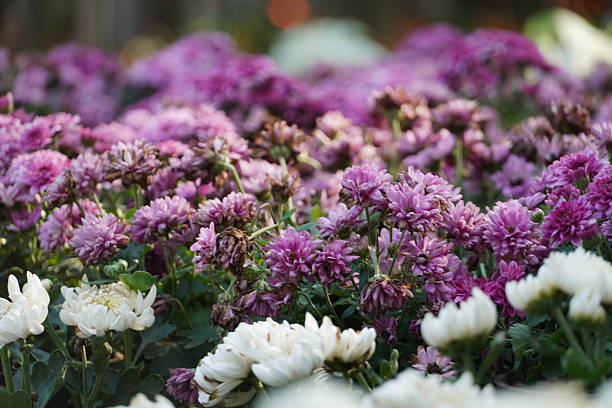 Multicolored flowers in garden.