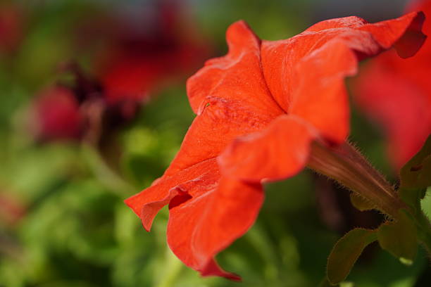Multicolored flowers in garden.