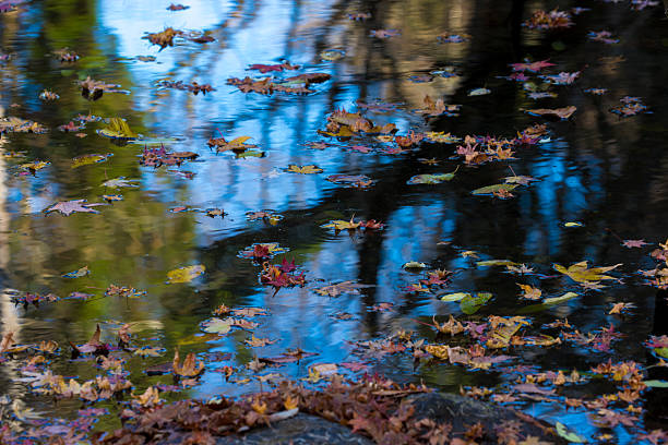 it is Reflections on the water surface and fallen leaves (Bungo-Ono City, Oita Prefecture)