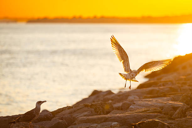 Seagulls flying in the sky at sunset.