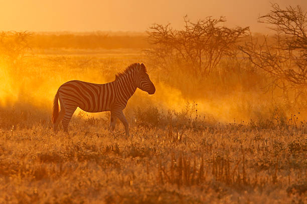 istock A plains zebra (Equus burchelli) in dust at sunrise, Etosha National Park, Namibia 2242108454