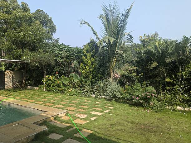istock Backyard Garden with Stepping Stones and Dense Trees 2242111452