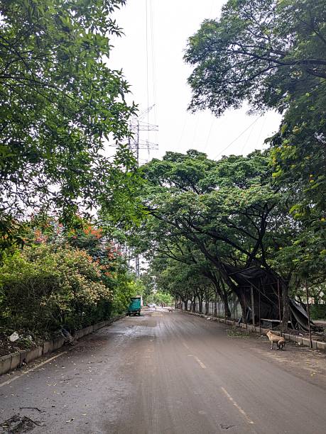 istock Serene Empty Road with Tree Canopy in Indian Suburbs 2242111806