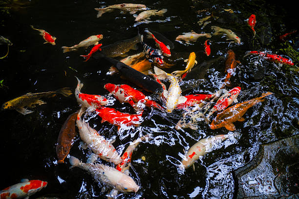 istock colorful koi fish swimming in pond 2242113828